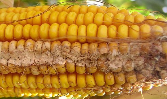 Фузаріоз качанів кукурудзи - небезпечна хвороба